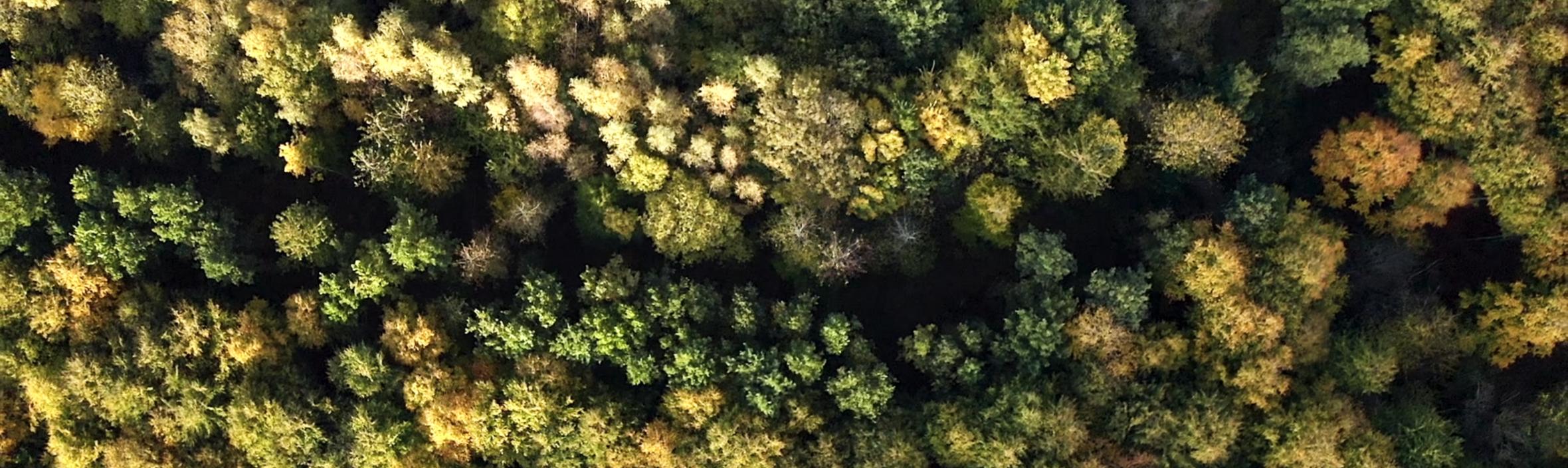 foto af skov set oppefra