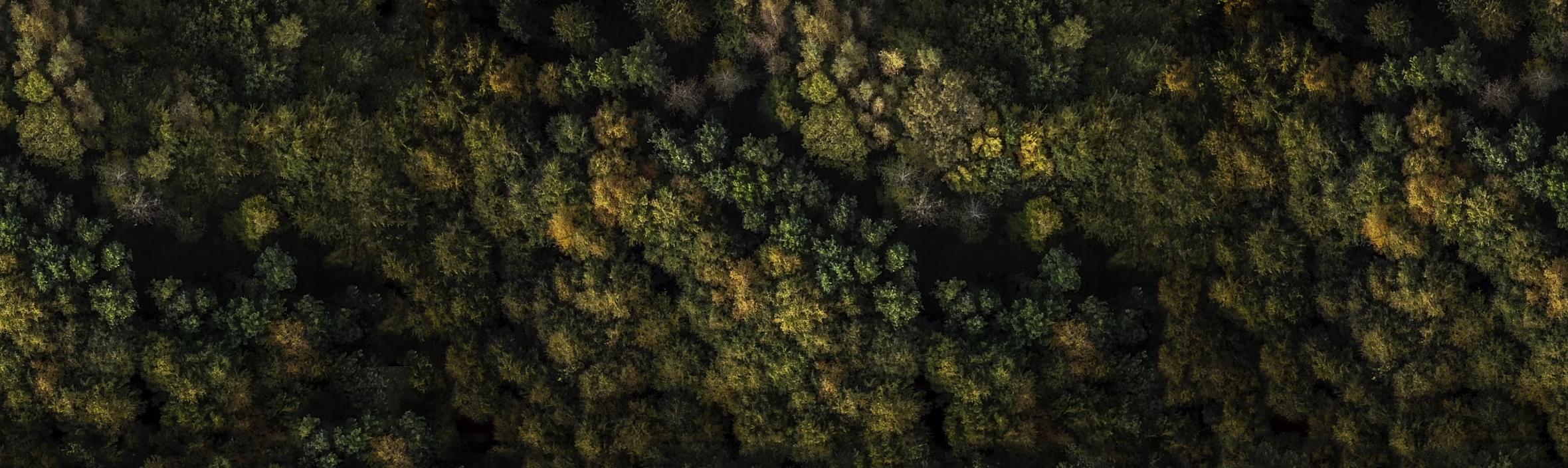 Urørt skov drone fra Klimaskovfonden