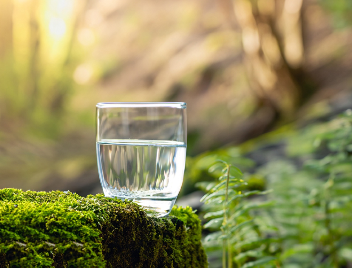 billede af et glas vand i en skov