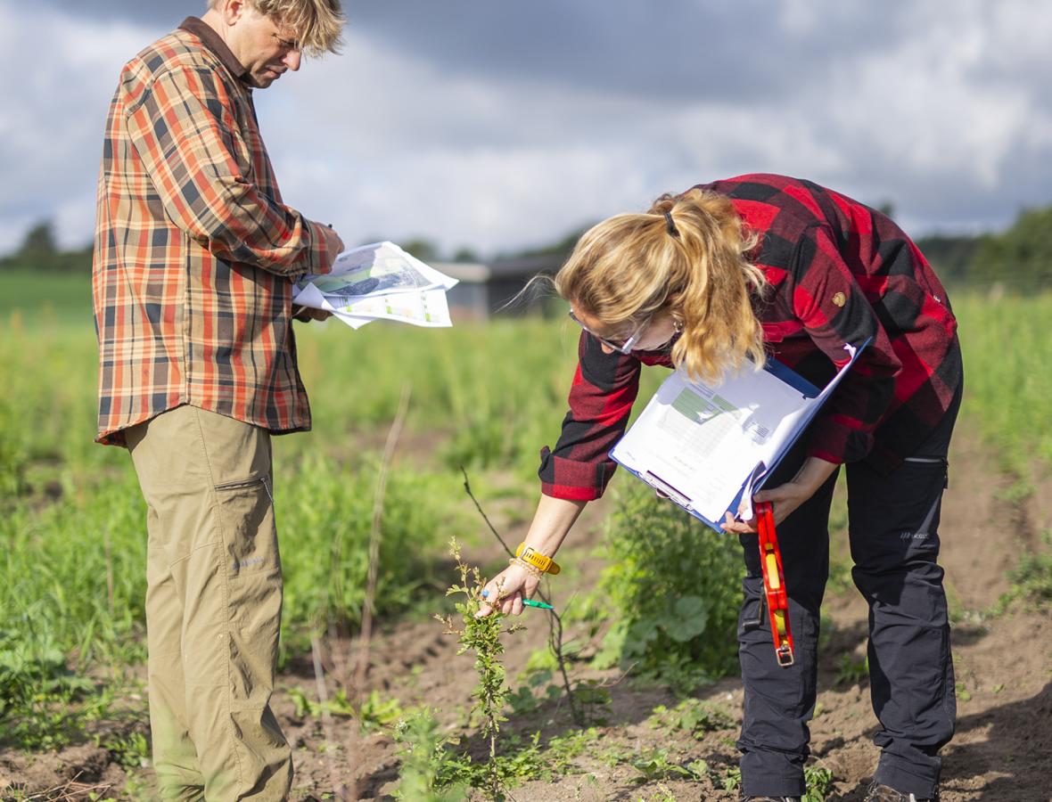 Validering af skov ved Dianalund