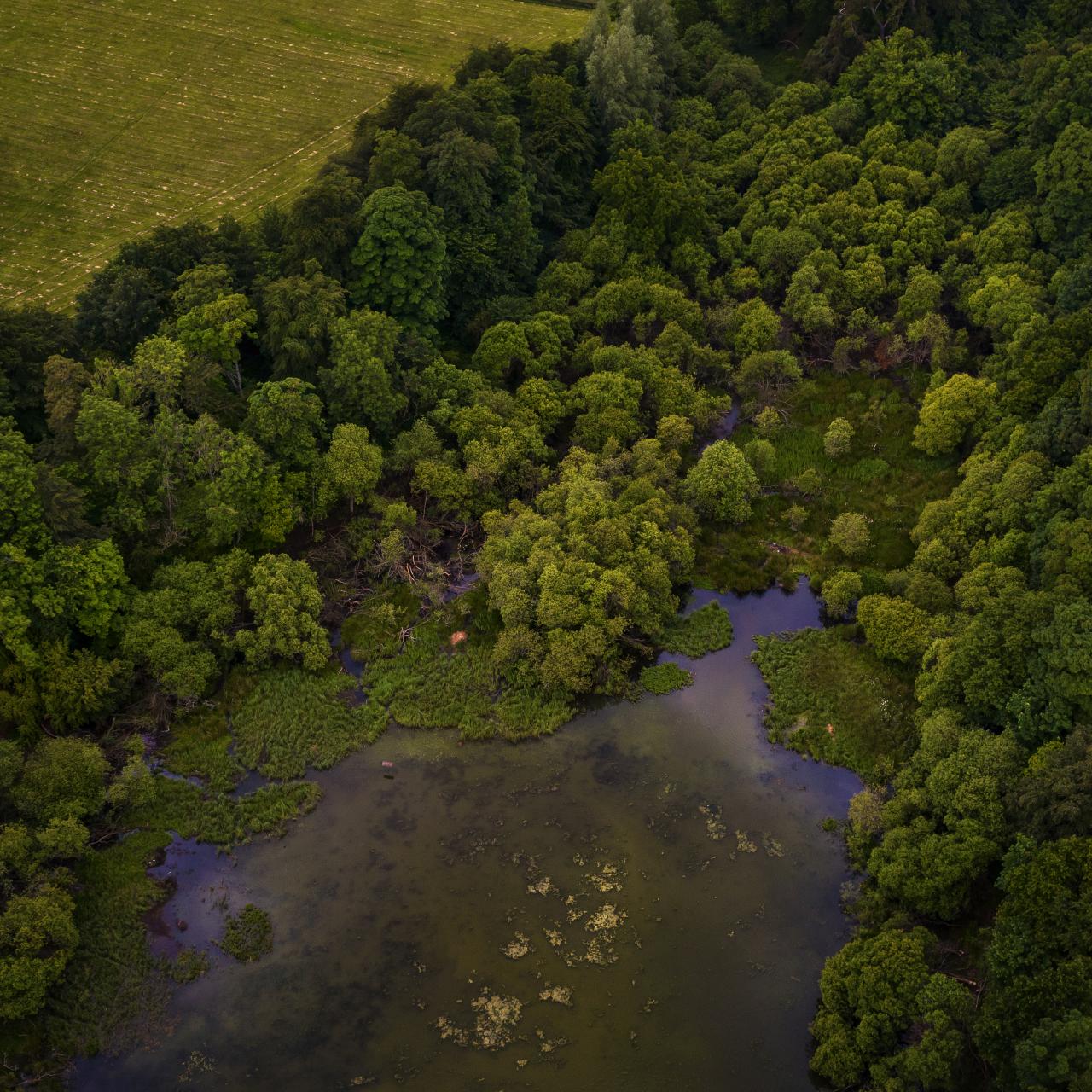 foto af natur set oppefra