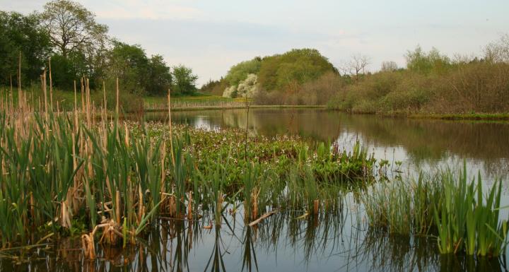 naturområde i viborg