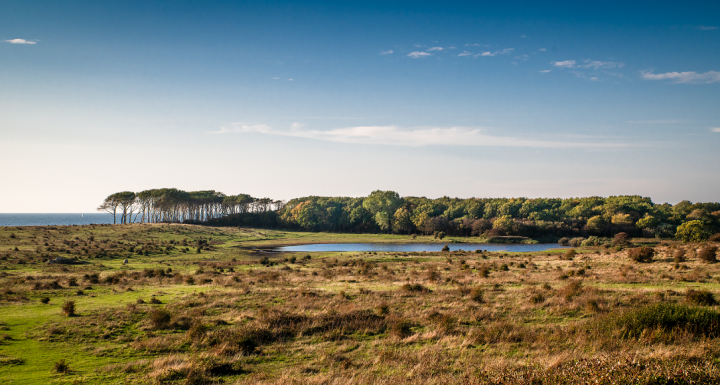 foto af Landskab med skov og vådområde på langeland