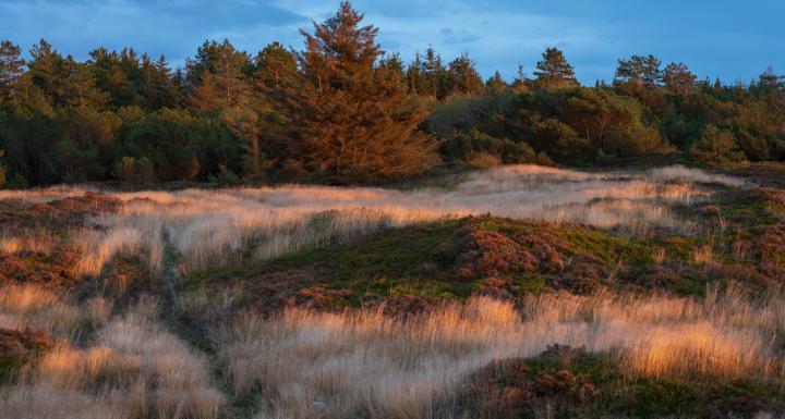 foto af skov ved ringkøbing