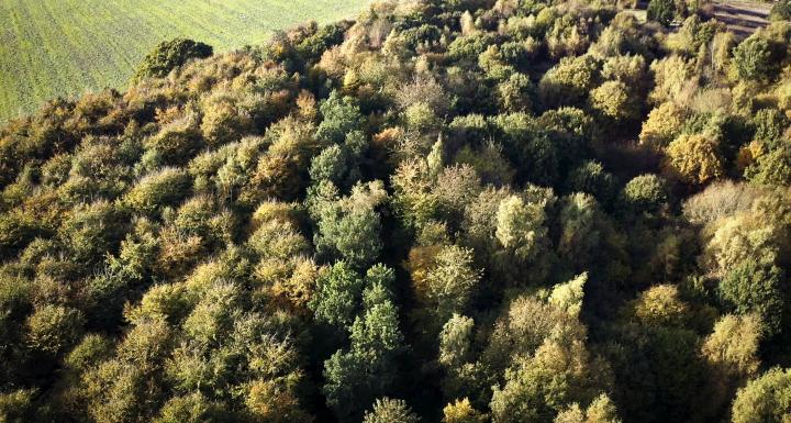 foto af selvgroet skov set oppefra